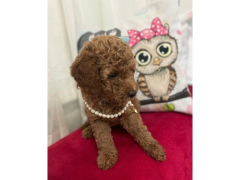 Toy poodle köpeğimiz