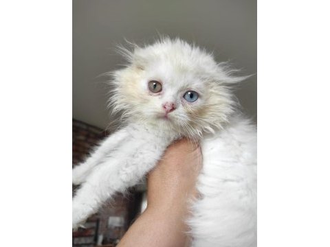 2.5 aylık scottish fold yavrumuz