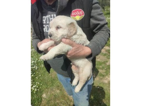 İzmir golden retriever yavrular