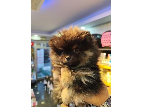 Pomeranian boo 3 aylık