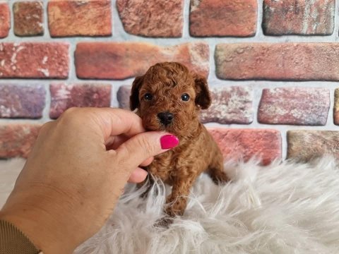 Toypoodle yavrularımız ev ortamında büyüyen minikler