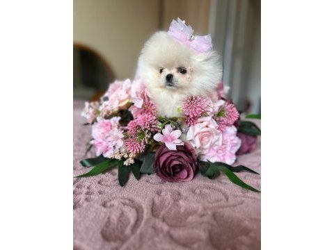 Teacup kısa burur pomeranian prenses