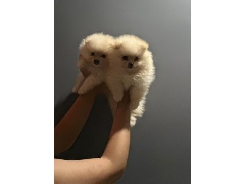 A kalite pomeranian boo köpeği yavruları