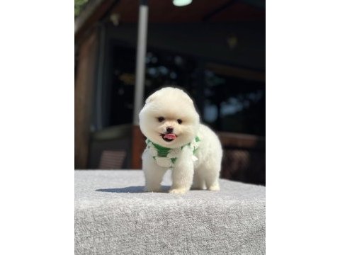 Sağlık ve ırk garantili pomeranian