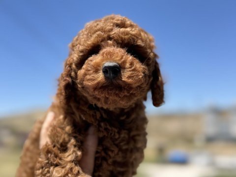 Petmode  köpek çiftliğinde ziyarete açık toy poodle