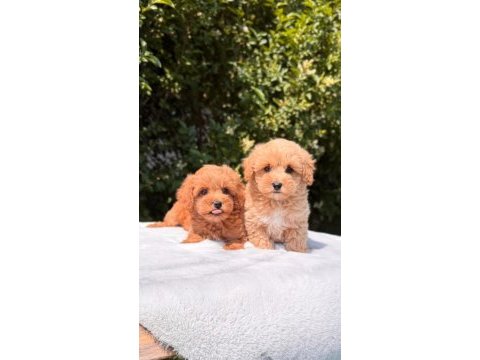 A kalite maltipoo yavrularımız