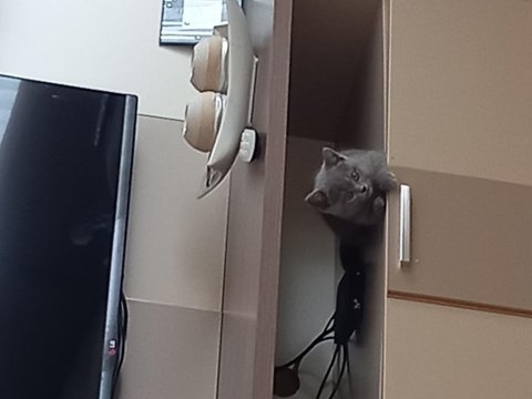 3 aylık dişi british shorthair
