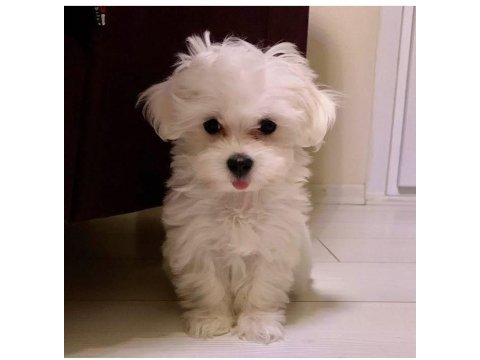 Korean maltese bebekler