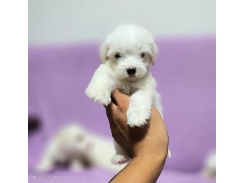 Maltese yavrularımız mevcuttur