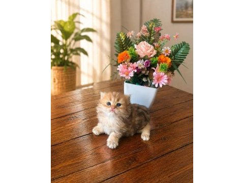 Dünyalar güzeli golden british longhair oğlumuz
