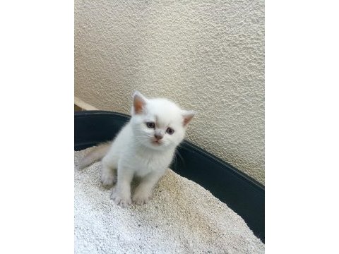 British shorthair blue point yavruları