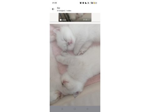 Scottish fold dişi ve erkek yavrular