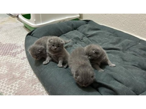 British shorthair yavrularımız yeni yuvasını bekliyor