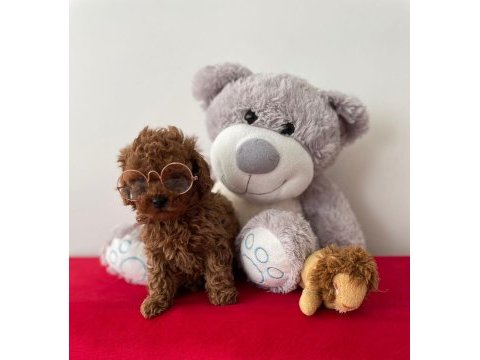 A kalite red brown poodle yavrular