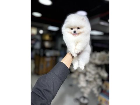 Fci scr belgeli pomeranian bebekler