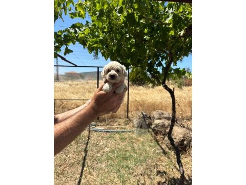Harika poodle şekerler