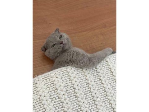 Sevimli, oyuncu dişi kedimiz latte 3 aylık
