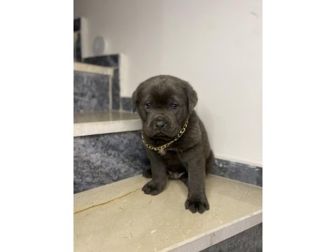Basık burun cane corso bebekler