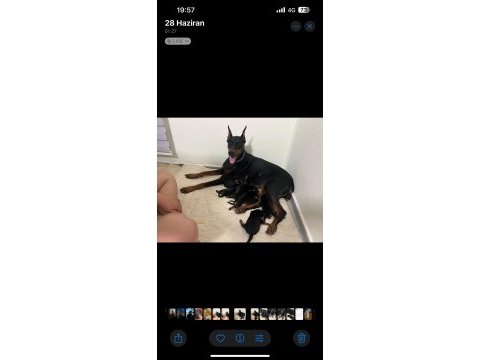 Dev doberman yavruları king