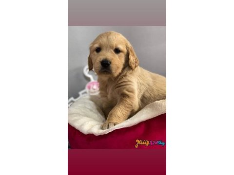 Amerikan golden retriever puppy yavrularımız