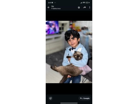 Dünya güzeli zeki titiz scottish fold kızıma yuva arıyoruz