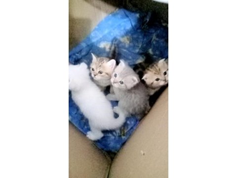 Scottish fold yaramazlar