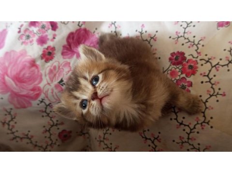 British shorthair oğlumuza ve kızımıza yuva arıyoruz