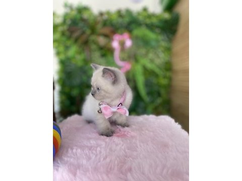 Prenses kızım ırk sağlık garantili british shorthair