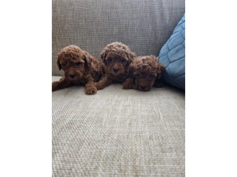 Poodle erkek dişi bebekler