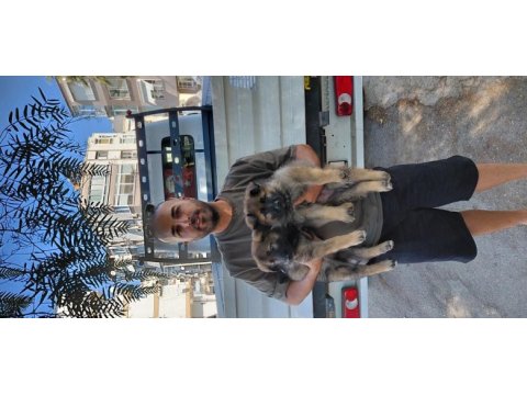 Tr de tek dulkenburn köpeğimiz
