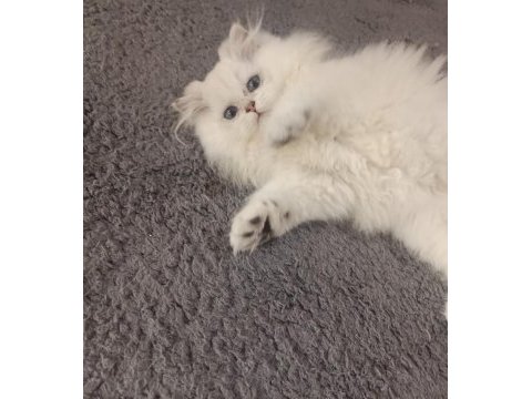 British longhair yavrularımız