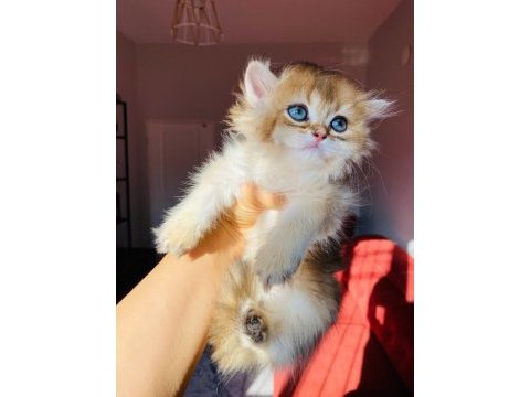 British longhair ny11 golden full şecereli