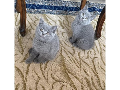 2 aylik dişi british