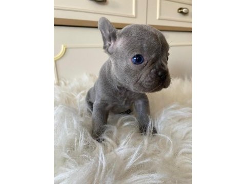 Blue & lilac a kalite french bulldog yavrularımız