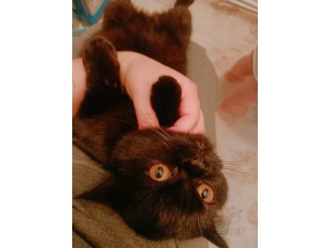 2 yaş çipli british shorthair