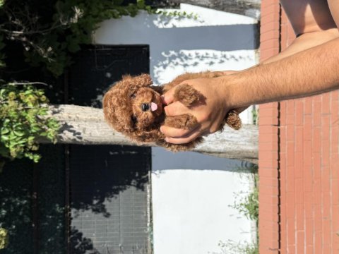 Orjinal red toy poodle
