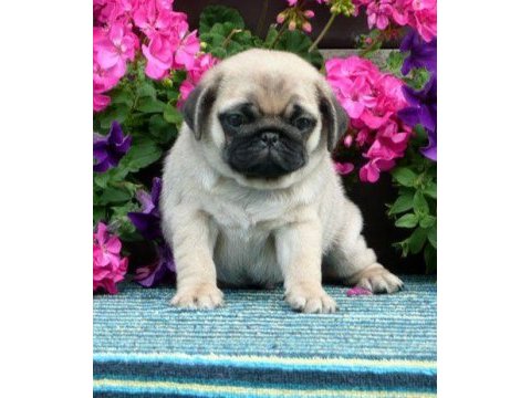 Gelip canlı görebileceğiniz pug yavrularımız
