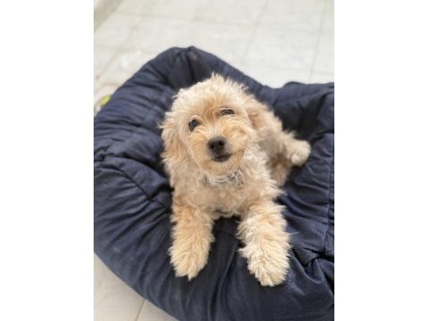 Köpeğimizin bütün bakımları aşıları yapılmıştır