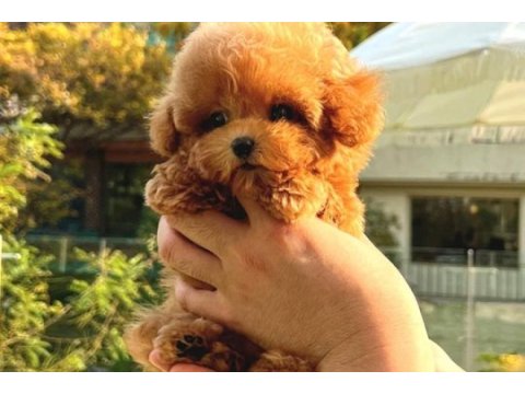 Korean toy poodle yavrularım