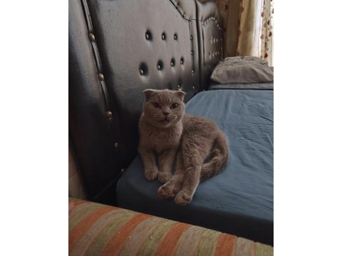 Scottish fold kızımıza eş arıyoruz