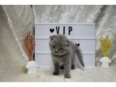 Safkan top kafa scottish fold yavrumuz