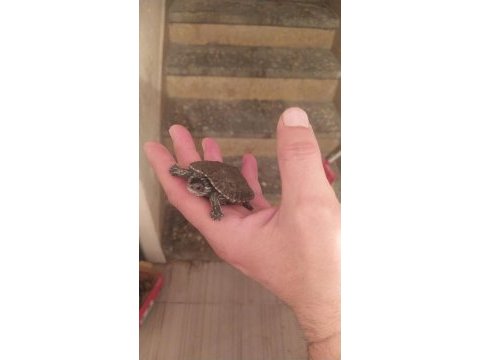 Su kaplumbağası kırmızı yanak
