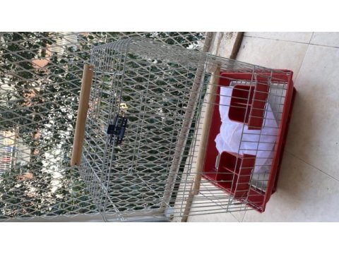 Sultan papağanı ve 2 adet kafes