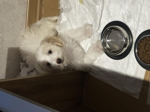 Hayvanseverlere verilecektir maltese terrier