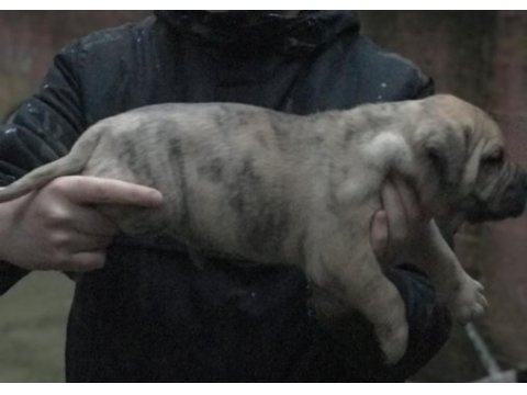 A class dev adayı presa canario yavruları
