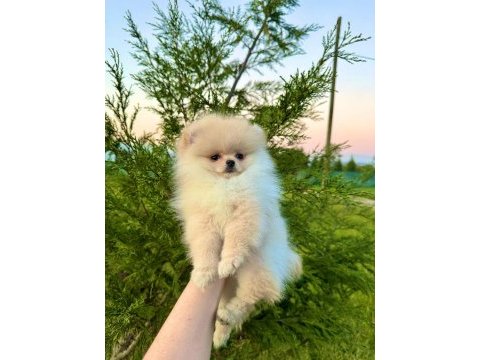 Teddy face pomeranian