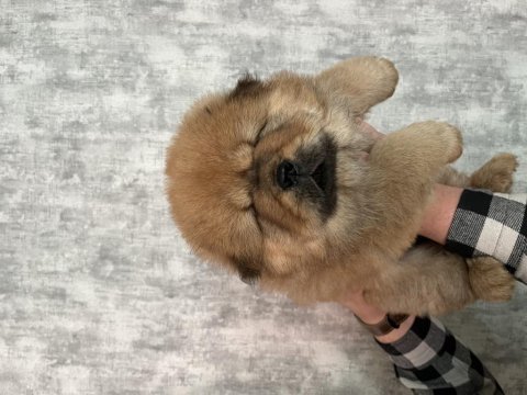 Dişi 6 mart doğumlu chow chow