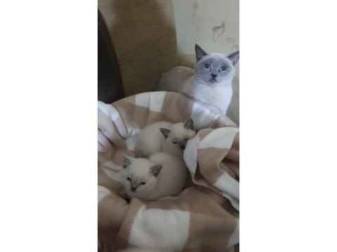British shorthair 50 günlük bebekler
