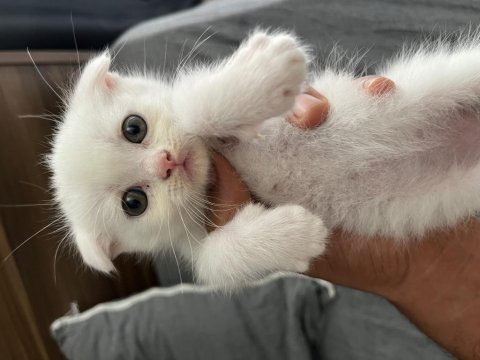British shorthair yavru kediler