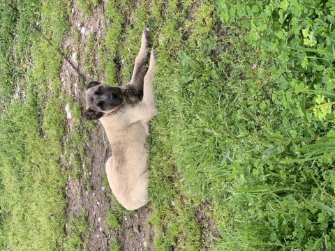 Orjinal safkan kangal